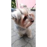 Zdjęcia użytkowników Asus ZenFone 5Z ZS620KL