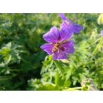 Zdjęcia użytkowników Asus ZenFone 6 ZS630KL