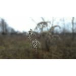 Zdjęcia użytkowników Asus ZenFone 6