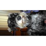 Zdjęcia użytkowników Asus ZenFone 6