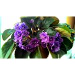 Zdjęcia użytkowników Asus ZenFone 6