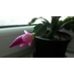 Zdjęcia użytkowników Asus ZenFone 6