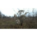 Zdjęcia użytkowników Asus ZenFone 6