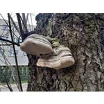 Zdjęcia użytkowników Asus ZenFone 8