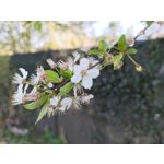 Zdjęcia użytkowników Asus ZenFone 8