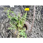 Zdjęcia użytkowników Asus ZenFone 8