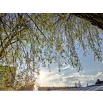 Zdjęcia użytkowników Asus ZenFone 8