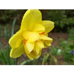 Zdjęcia użytkowników Asus ZenFone 8