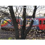 Zdjęcia użytkowników Asus ZenFone 8