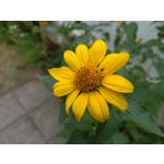 Zdjęcia użytkowników Asus ZenFone 9