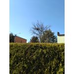 Zdjęcia użytkowników Asus ZenFone AR