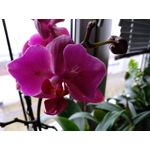 Zdjęcia użytkowników Asus ZenFone Max M2