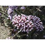 ZDJĘCIA Z TEGO TELEFONU