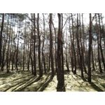 Zdjęcia użytkowników Asus Zenfone Max Pro M1