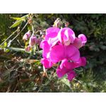 Zdjęcia użytkowników Asus Zenfone Max Pro M1