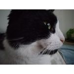 Zdjęcia użytkowników Asus Zenfone Max Pro M1