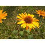 Zdjęcia użytkowników Asus Zenfone Max Pro M1