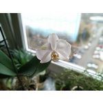Zdjęcia użytkowników Asus ZenFone Max Pro M2