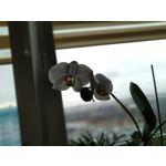 Zdjęcia użytkowników Asus ZenFone Max Pro M2
