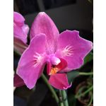 Zdjęcia użytkowników Asus ZenFone Max Pro M2
