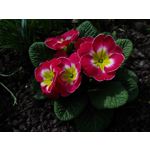 Zdjęcia użytkowników Asus ZenFone Max ZC550KL