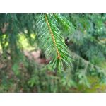 Zdjęcia użytkowników Asus ZenFone Zoom S