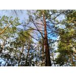 Zdjęcia użytkowników Asus ZenFone Zoom S