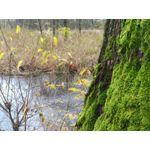 Zdjęcia użytkowników Asus ZenFone Zoom S