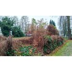 Zdjęcia użytkowników Asus ZenFone Zoom S