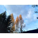 Zdjęcia użytkowników Asus ZenFone Zoom S