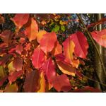 Zdjęcia użytkowników Asus ZenFone Zoom S