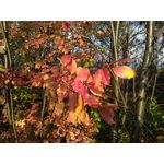 Zdjęcia użytkowników Asus ZenFone Zoom S