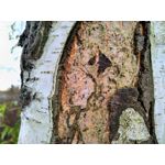 Zdjęcia użytkowników Asus ZenFone Zoom S