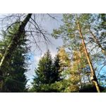 Zdjęcia użytkowników Asus ZenFone Zoom S