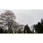 Zdjęcia użytkowników Asus ZenFone Zoom S