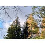 Zdjęcia użytkowników Asus ZenFone Zoom S