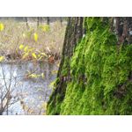 Zdjęcia użytkowników Asus ZenFone Zoom S