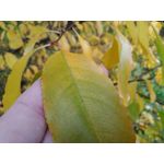 Zdjęcia użytkowników Asus ZenFone Zoom S