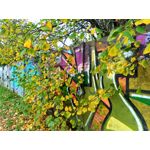 Zdjęcia użytkowników Asus ZenFone Zoom S