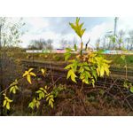 Zdjęcia użytkowników Asus ZenFone Zoom S