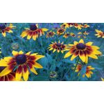 Zdjęcia użytkowników Asus Zenfone Zoom ZX551ML Zdjęcia użytkowników Asus Zenfone Zoom ZX551ML