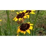 Zdjęcia użytkowników Asus Zenfone Zoom ZX551ML Zdjęcia użytkowników Asus Zenfone Zoom ZX551ML