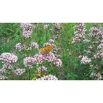 Zdjęcia użytkowników Asus Zenfone Zoom ZX551ML Zdjęcia użytkowników Asus Zenfone Zoom ZX551ML