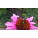 Zdjęcia użytkowników Asus Zenfone Zoom ZX551ML Zdjęcia użytkowników Asus Zenfone Zoom ZX551ML