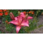 Zdjęcia użytkowników Asus Zenfone Zoom ZX551ML Zdjęcia użytkowników Asus Zenfone Zoom ZX551ML