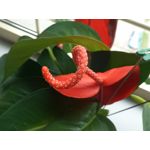 Zdjęcia użytkowników Asus Zenfone Zoom ZX551ML Zdjęcia użytkowników Asus Zenfone Zoom ZX551ML