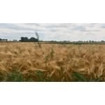 Zdjęcia użytkowników Asus Zenfone Zoom ZX551ML Zdjęcia użytkowników Asus Zenfone Zoom ZX551ML