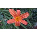 Zdjęcia użytkowników Asus Zenfone Zoom ZX551ML Zdjęcia użytkowników Asus Zenfone Zoom ZX551ML