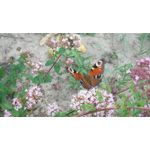 Zdjęcia użytkowników Asus Zenfone Zoom ZX551ML Zdjęcia użytkowników Asus Zenfone Zoom ZX551ML