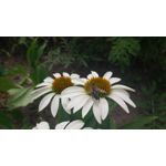 Zdjęcia użytkowników Asus Zenfone Zoom ZX551ML Zdjęcia użytkowników Asus Zenfone Zoom ZX551ML